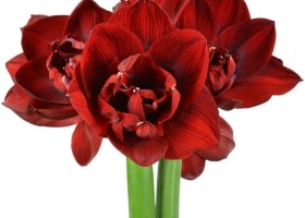 hippeastrum Velnym (1)